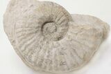 Cretaceous Ammonite (Mortoniceras) in Situ - Texas #198224-1